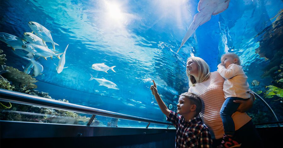 Homeschool family at an aquarium naming the animals